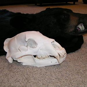 Bear Skull
