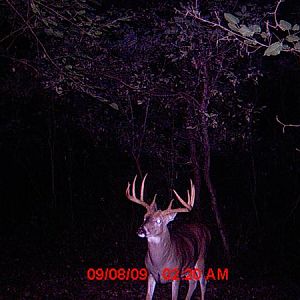 6972-deer 399