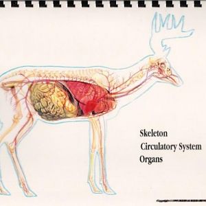 Skeletal, Circulatory, And Organs