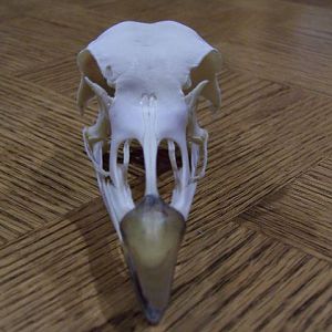 Front Skull