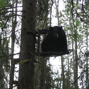 Tree Stand Bear