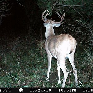 Big Buck 1