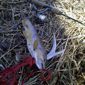 Brown Trout With Shed