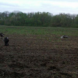2011 Kansas Turkeys