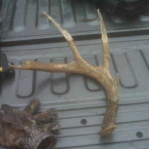 Found 2nd Shotgun this year, but it's last years shed..
