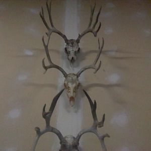 bucks from over the years starting from the top a 7x7 muley, then 4x4 muley, then a 5x7 muley last one is my favorite.