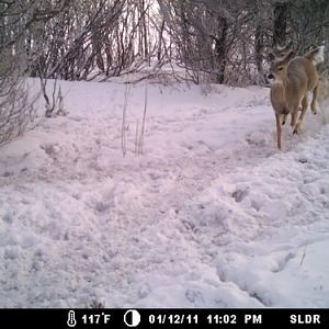 The Chase

This photo was sent to me via email. I don’t have any idea who’s trailcam this photo came from and my buddy sending it didn’t know either