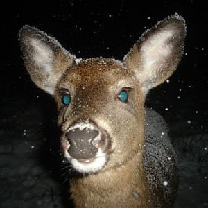 fawn in snow