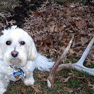 Brinkley the shed hunting dog.........