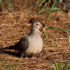 mourning dove 0315