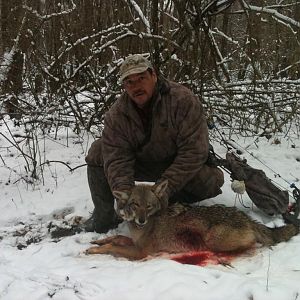 2011 coyote its at the taxidermist
