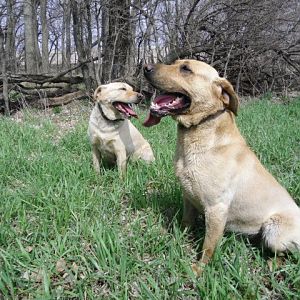 Max and Sadie taking a break while shed hunting, not really by choice, but I wanted a picture of them together !