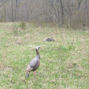 Decoy with gobbler in back ground