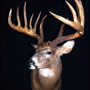king buck