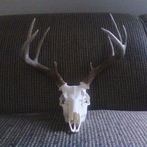 2011 shotgun buck