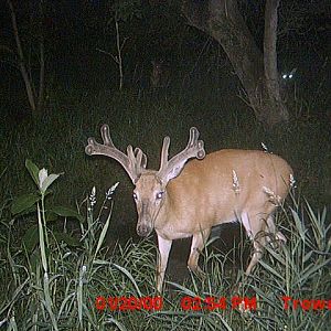 fisrt good buck