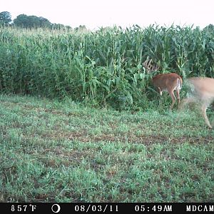 Hard to see unless you zoom in, but this is my #1 hit list buck this year...