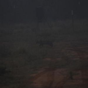 Bobcat in the fog.