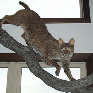 bobcat mount