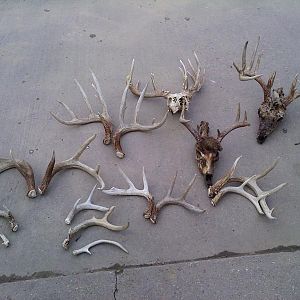 Weeks worth of Shed Hunting