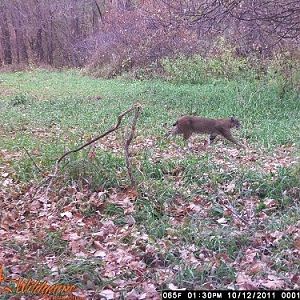 bobcat