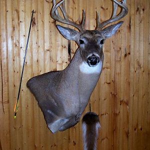 2008 archery buck 3
