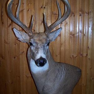 2009 Archery buck 4