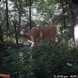 2011 Trail Cam Buck. Killed 11/26/11