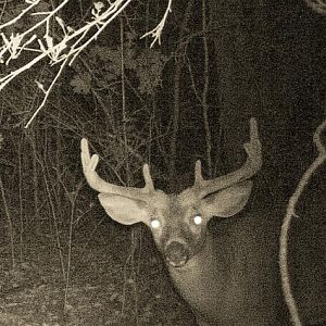 9/6/11 Buck