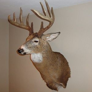 2009deer1