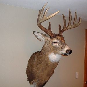 2009deer2