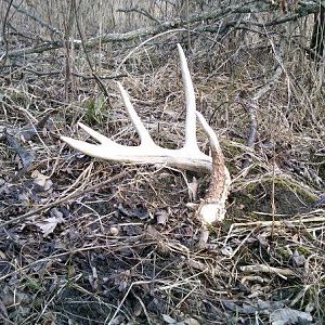 #3
First fresh shed of the year.