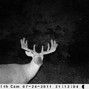 This buck is named "Thor". He is 6 1/2 years old this year. I have pics and sheds from this deer for the past 3 years. He blew up this year. This is t