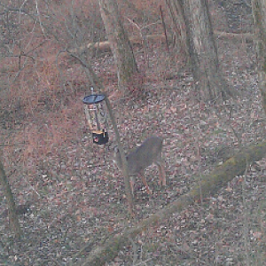 Button head eating out of my sketchy feeder