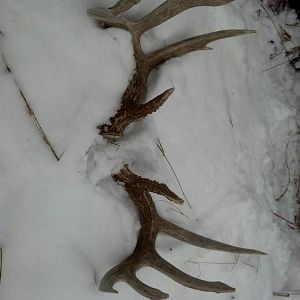 #10 and #11 were worth waiting for........147" of bone