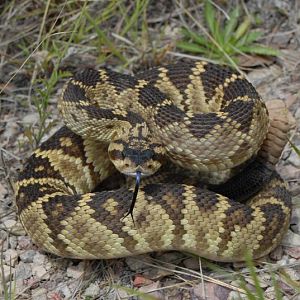 Black-tailed rattlesnake from Huachua Mountains