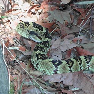 Black-tailed rattlesnake from Santa Rita Mountains