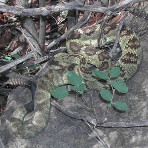 Black-tailed rattlesnake from Huachua Mountains