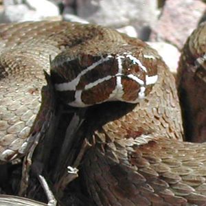 Ridge-nosed rattlesnake from Huachua Mountains
