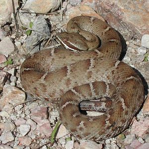 Ridge-nosed rattlesnake from Huachua Mountains