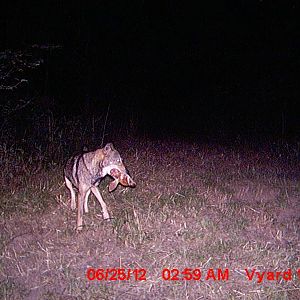Coyote with Severed Fawn Head