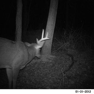 8 Point coming back to antler trap after loosing his left side.