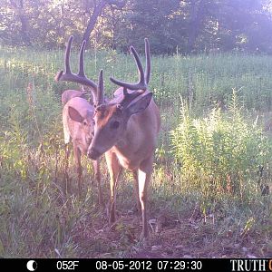 deer pics1 911