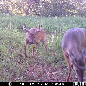 deer pics1 964