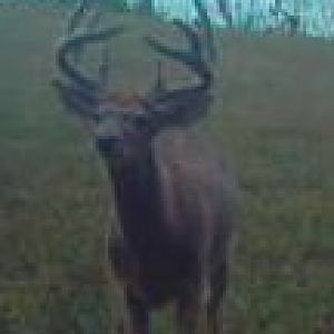 white place buck