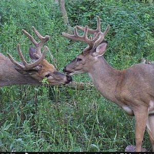 kissing bucks