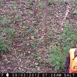 The last thing you want to see on your trail camera