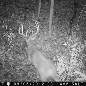 The perfect thing you want to see on your trail camera..