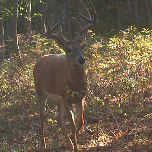 Buck i passed on 10:20:12