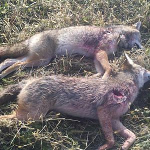 Pair of Coyotes 11-4-12